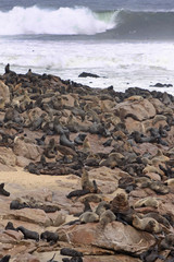 Cape Cross/Namibia