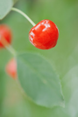 cherry