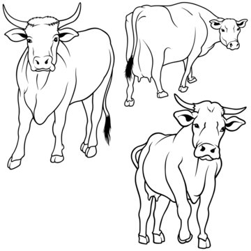 Cow Set 06 - black hand drawn illustration