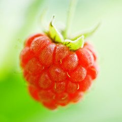 raspberry