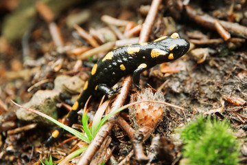 salamander