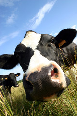 Vache laitière holsein bovin lait