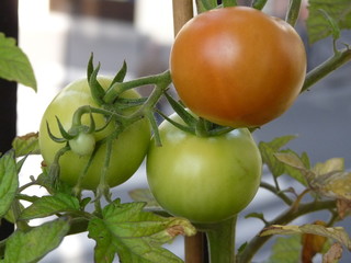 Tomates en maturation