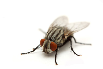 fly