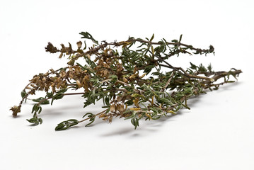 Thymus.
