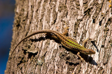 Small lizzard crawling on a tree trunk