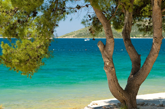 Pine tree on a beach
