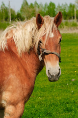 Obraz premium Horse head closeup