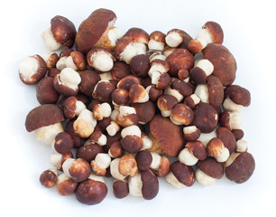 Pile of mushrooms cepe on white background