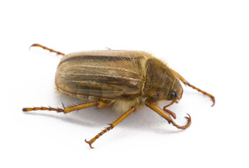 cockchaffer