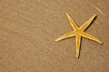 estrella de mar