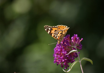 Schmetterling