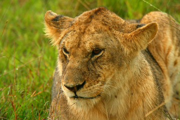 Lioness under rain in the wilderness