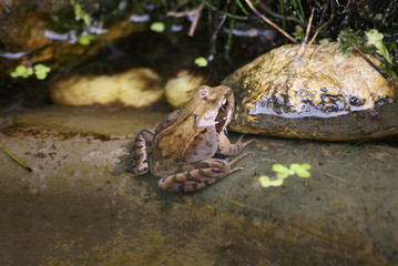 Frosch