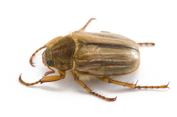 cockchaffer