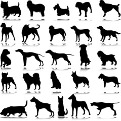 dog black illustration