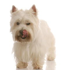west highland white terrier licking lips in enjoyment