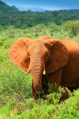 Fototapeta na wymiar Słoń afrykański w dzikie