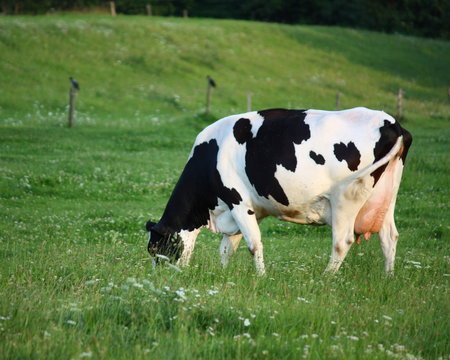 Holstein-Rind Images – Browse 71 Stock Photos, Vectors, and Video ...