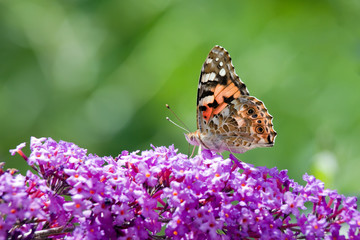 Obraz premium painted lady butterfly