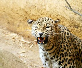 grognement du léopard