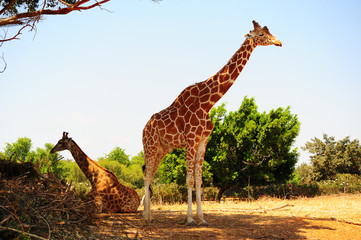 Naklejka premium Couple of Giraffes