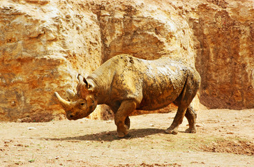 Fototapeta premium rhinocéros noir
