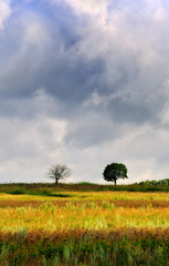 Two lonely trees