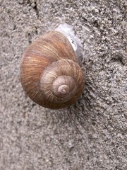 Ślimak winniczek na ścianie