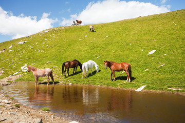 Obraz premium Horses near a pond in mountains