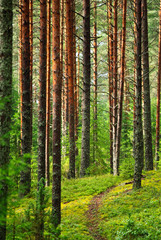 Obraz premium Fairy pinewood