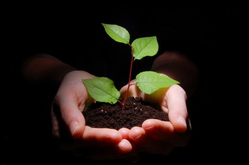 hands soil and plant showing growth
