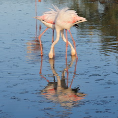 two greater flamingoes crossing legs and necks