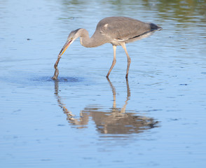 young gray heron picking something from water