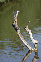 La Nitticora