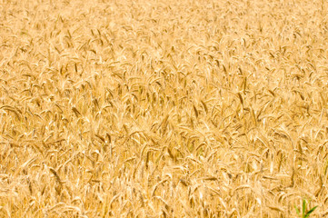 Wheat field