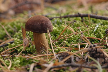 podgrzybek