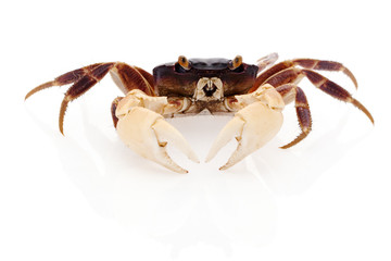 Crabe