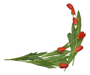 Corn composition from tulips