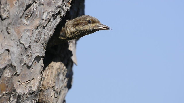 torcicollo al nido