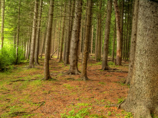 Obraz premium FOREST VIEW