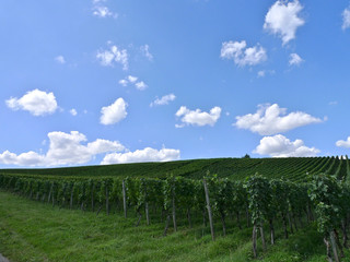 Weinberg