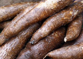 Maniok