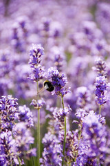 Lavender Bee