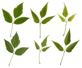 six isolated leaves