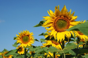 sonnenblumen