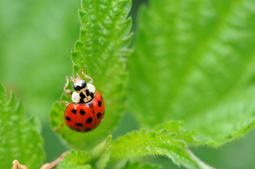 Obraz premium Marienkäfer