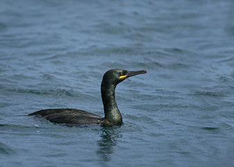 Shag at Sea