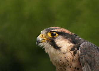 Lanner Falcon head close-up