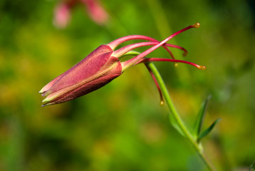 Aquilegia bud